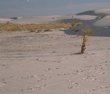 [Picture: Yucca on inter-dune flat after the dune has moved]