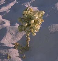 [Picture: Yucca buried-in-the-sand]