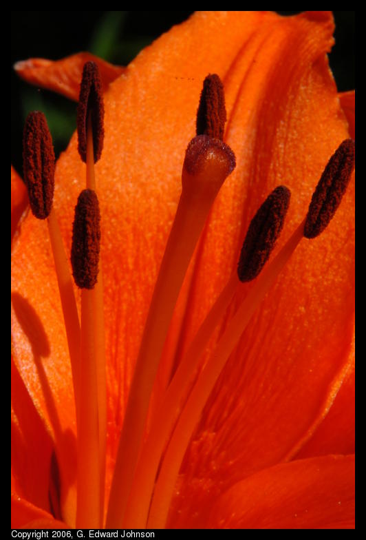 Orange Lily close-up